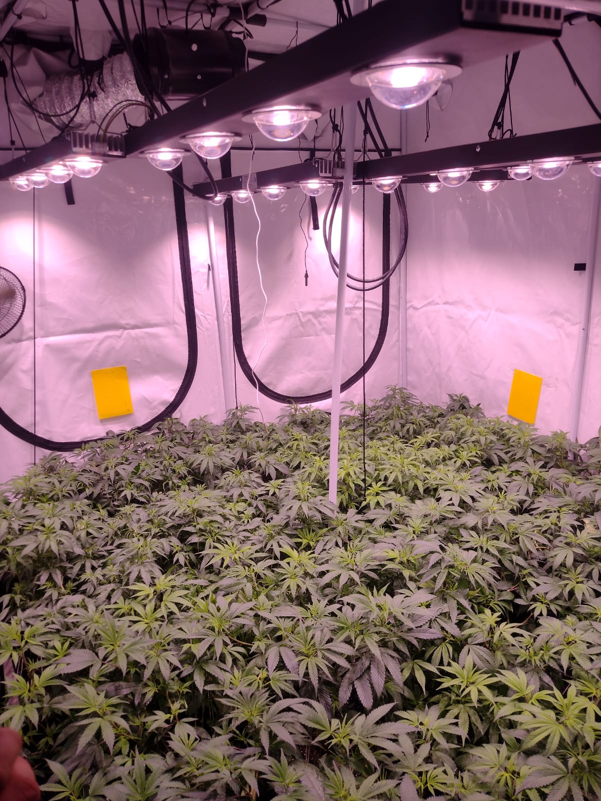 SUNSHINE 200C Luminaria en base a COB CITIZEN CLU 048 200W para cultivo de CANNABIS en invernaderos o indoor para etapas de crecimiento y floracion Cosmel Electronica