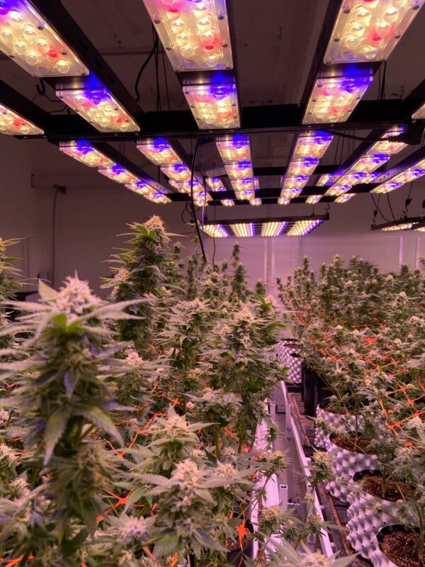 SUNSHINE 600 Luminaria Panel A Leds Full Espectro 600W Para Cultivo Indoor etapa Crecimiento y Floración - Imagen 5