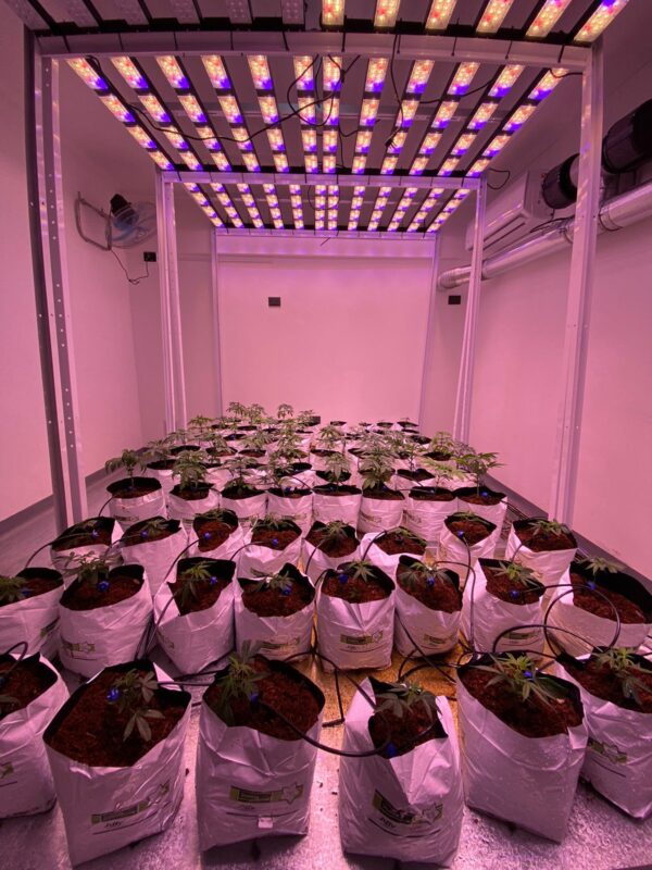 SUNSHINE 600 Luminaria Panel A Leds Full Espectro 600W Para Cultivo Indoor etapa Crecimiento y Floración - Imagen 3